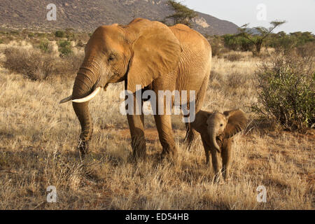 Elefantendame mit Kalb, Samburu, Kenia Stockfoto