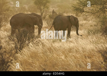 Elefanten grasen am frühen Morgen, Samburu, Kenia Stockfoto