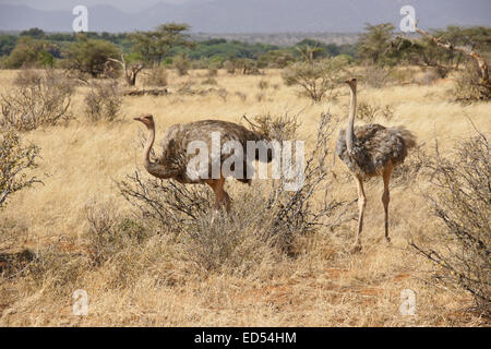 Zwei weibliche somalischen Strauße zu Fuß in Trockenrasen, Samburu, Kenia Stockfoto