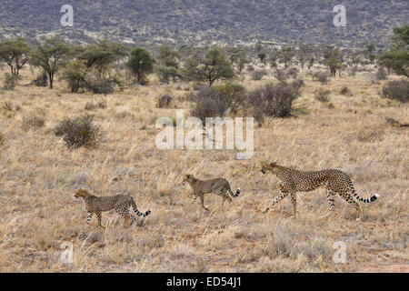 Geparden und Jungtiere zu Fuß im Buschland, Samburu, Kenia Stockfoto