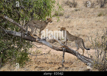 Junge Geparden auf Spiel Baum, Samburu, Kenia Stockfoto