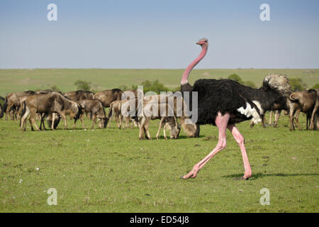 Männlichen Massai-Strauß in rosa Farbe Paarung, Wandern zwischen Gnus, Masai Mara, Kenia Stockfoto