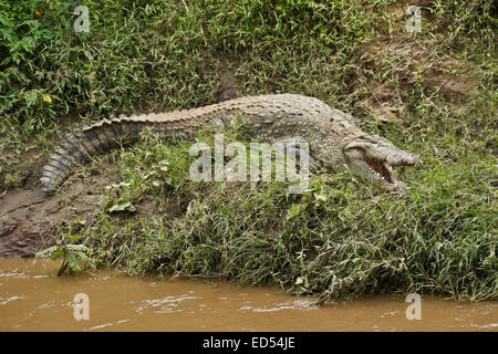 Nil-Krokodil schlafen auf River Bank, Masai Mara, Kenia Stockfoto