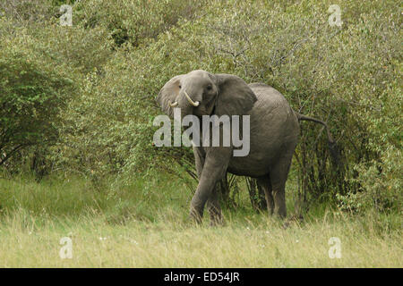 Böse Elefant aus Busch, Masai Mara, Kenia Stockfoto