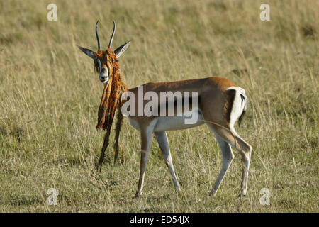 Grant's Gazelle mit verworfen Masai shuka an seinen Hörnern stecken, Masai Mara, Kenia Stockfoto