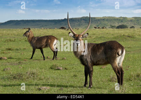 Männliche und weibliche Defassa Wasserbock, Masai Mara, Kenia Stockfoto