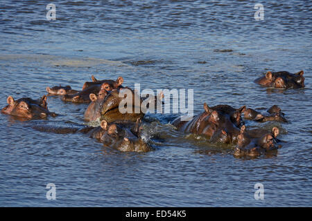 Flusspferde im Mara River, Masai Mara, Kenia Stockfoto