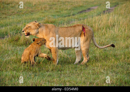 Verletzten Löwin mit Cub, Masai Mara, Kenia Stockfoto