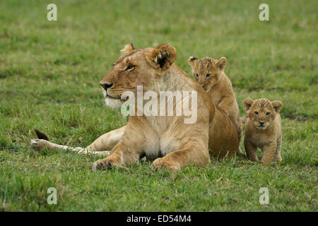 Löwin mit kleinen Jungen, Masai Mara, Kenia Stockfoto