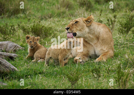 Löwin mit kleinen Jungen, Masai Mara, Kenia Stockfoto