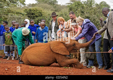 Verwaiste junge Elefanten und der Hausmeister mit Besuchern, Sheldrick Wildlife Trust, Nairobi, Kenia Stockfoto