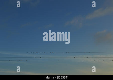 Ein Foto von einem Schwarm Schwalben aufgereiht auf einige Stromleitungen, erstellen eine künstlerische Kulisse gegen den blauen Himmel. Stockfoto