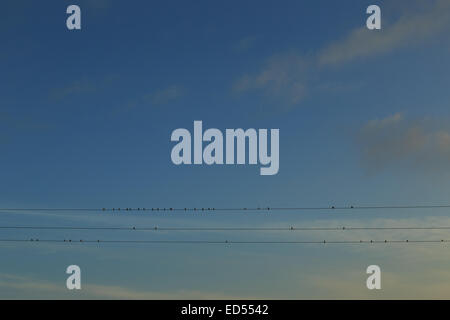 Ein Foto von einem Schwarm Schwalben aufgereiht auf einige Stromleitungen, erstellen eine künstlerische Kulisse gegen den blauen Himmel. Stockfoto