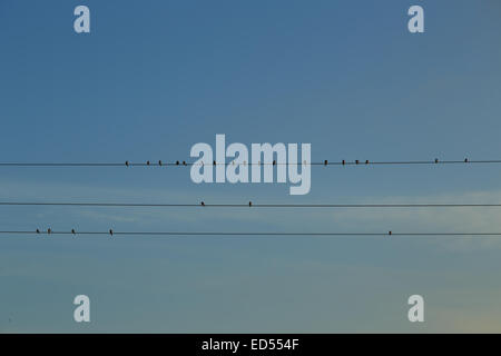 Ein Foto von einem Schwarm Schwalben aufgereiht auf einige Stromleitungen, erstellen eine künstlerische Kulisse gegen den blauen Himmel. Stockfoto