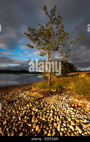 Loch Shiel bei Langal in den Highlands von Schottland etwa 12 Meilen von Glenfinnan Stockfoto