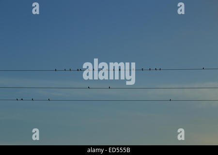 Ein Foto von einem Schwarm Schwalben aufgereiht auf einige Stromleitungen, erstellen eine künstlerische Kulisse gegen den blauen Himmel. Stockfoto