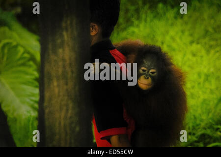 Ein Tierhalter läuft an einer Holzstange vorbei, während er ein Baby-Orang-Utan in Ancol Dreamland, Jakarta, Indonesien, trägt. Stockfoto