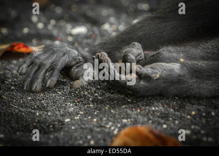 Hände und rechter Fuß eines Sulawesi-Schwarzkammmakaken (Macaca nigra), der am Strand von Tangkoko, Nord-Sulawesi, Indonesien, ein Nickerchen macht. Stockfoto