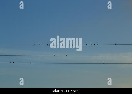 Ein Foto von einem Schwarm Schwalben aufgereiht auf einige Stromleitungen, erstellen eine künstlerische Kulisse gegen den blauen Himmel. Stockfoto