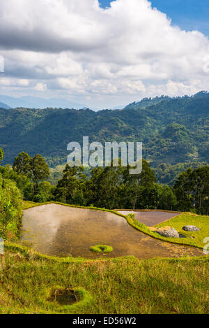 Atemberaubende Landschaft mit Reisfeldern in den Bergen von Batutumonga, Tana Toraja, Süd-Sulawesi, Indonesien. Blick von einem Stockfoto