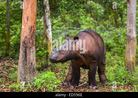 Sumatra-Nashorn-Kalb Andatu (2,5 Jahre alt) im Sumatran Rhino Sanctuary, Weg Missions-Nationalpark. Stockfoto