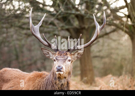 Nahaufnahme eines Rothirschhirsches (Cervus elaphus, männlich) mit ausgewachsenem Geweih in Richmond, Großbritannien Stockfoto