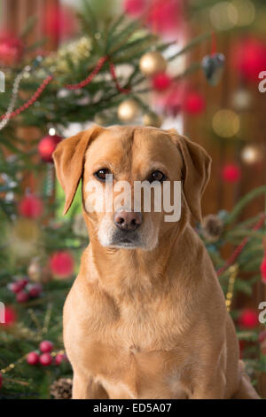 Gelber Labrador in Weihnachten Einstellung Stockfoto