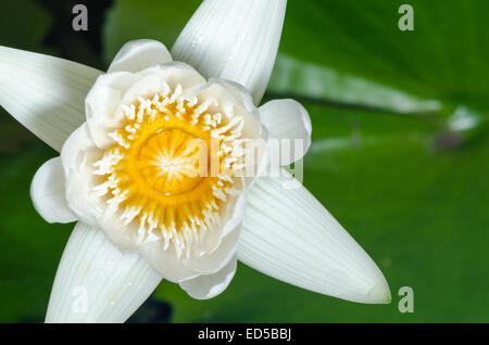 Ansicht von oben hautnah gelbe Fruchtblatt kleine weiße Lotusblüte. Stockfoto