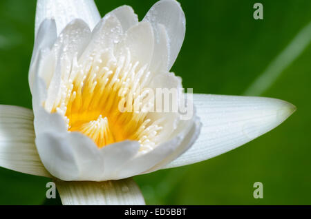 Gelbe Fruchtblatt hautnah und Wassertropfen auf weißen Blütenblättern kleine Lotusblüte. Stockfoto