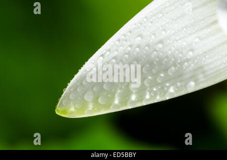 Wassertropfen auf weißen Blütenblättern Lotusblüte hautnah Stockfoto