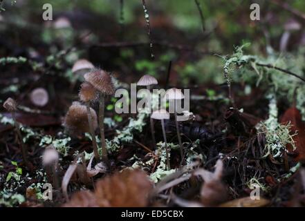 Pilze, Blätter und Moos auf Waldboden. Stockfoto