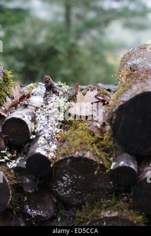Ein Blatt auf der Oberseite einen moosigen Holzstapel. Stockfoto