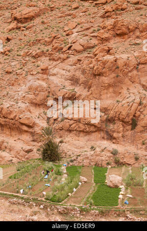 Todgha-Fluss, der durch die Todra Schlucht, Marokko, Nordafrika. Afrika Stockfoto