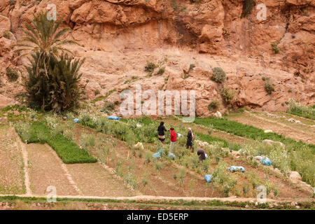 Todgha-Fluss, der durch die Todra Schlucht, Marokko, Nordafrika. Afrika Stockfoto