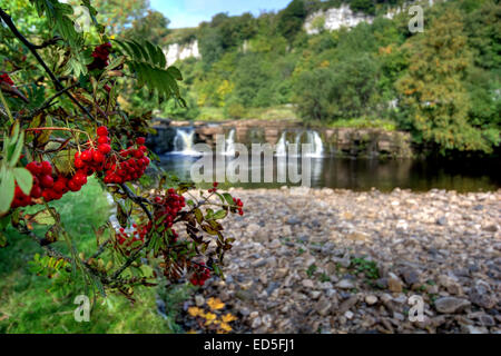 Vogelbeeren in voller Blüte gesehen bei Wainwath Kraft im Swaledale in der Yorkshire Dales National Park, North Yorkshire. Swaled Stockfoto