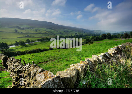 Der Blick nach unten Swaledale in Yorkshire Dales National Park, North Yorkshire in Richtung Healaugh. Swaledale Leinwand. Swale Stockfoto