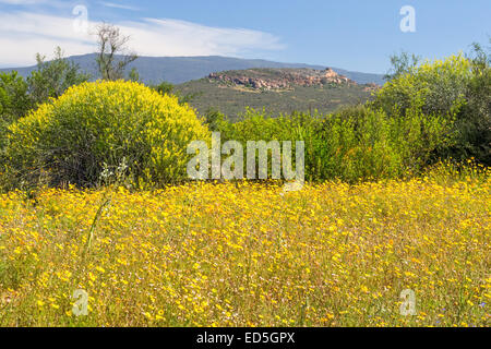 Blumen, Ramskop Wildflower Naturschutzgebiet, Clanwilliam, Western Cape, Südafrika Stockfoto