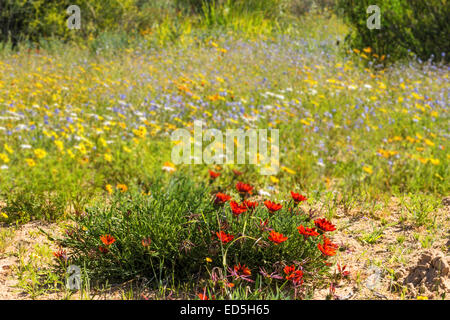 Ramskop Naturschutzgebiet, Clanwilliam, Western Cape, Südafrika Stockfoto