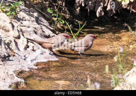 Gewöhnliche Wacholder, Estrilda astrild, trinken in einem Bach, Ramskop Naturschutzgebiet, Clanwilliam, Western Cape, Südafrika Stockfoto