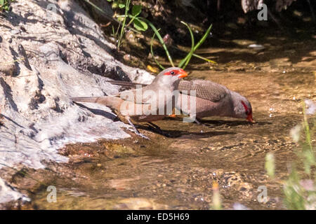 Gewöhnliche Wacholder, Estrilda astrild, trinken in einem Bach, Ramskop Naturschutzgebiet, Clanwilliam, Western Cape, Südafrika Stockfoto