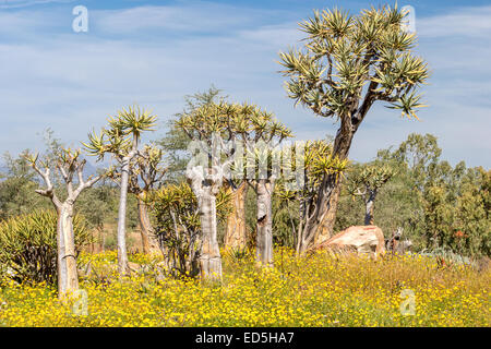 Wildblumen und Köcherbaum, Aloidendron dichotomum früher Aloe Dichotoma, aka Kokerboom, Ramskop Naturschutzgebiet, Clanwilliam, Western Cape,S Africa Stockfoto