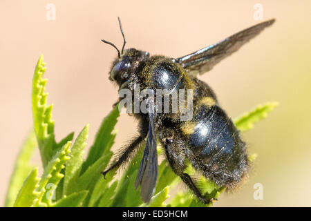 Giant African Carpenter Biene, Xylocopa (Mesotrichia) Westwood, Pakhuis Pass zu Heuningvlei, Cederberg Berge, Western Cape, Südafrika Stockfoto