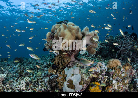Bunte Riff-Fische (Pseudanthias SP.) ernähren sich von planktischen Organismen über ein Korallenriff in Indonesien. Stockfoto