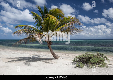 Eine sanfte, tropischen Brise weht durch die Wedel einer jungen Kokosnuss-Palme wächst an einem Strand in Belize. Stockfoto