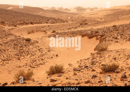 Stein-Wüste. Erg Chegaga. Wüste Sahara. Marokko. Nordafrika. Afrika Stockfoto