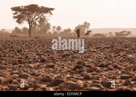 Stein-Wüste. Erg Chegaga. Wüste Sahara. Marokko. Nordafrika. Afrika Stockfoto