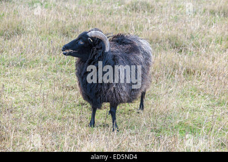 Schwarze Schafe mit einem gebrochenen Horn Spitze stehend in einem Gebiet Weiden, Rasen essen Stockfoto