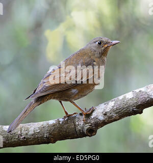 Schöner grauer Vogel, weibliche grau-winged Amsel (Turdus Boulboul), stehend auf einem Ast, Seitenprofil Stockfoto