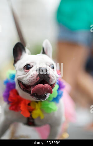 Französische Bulldogge tragen helle Regenbogen von Farben für die Blocao Tier Karneval in Rio-Parade für Hunde Stockfoto