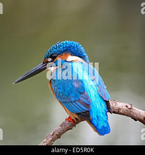 Bunter blauen Eisvogel Vogel, männlicher Eisvogel (Alcedo Atthis), sitzt auf einem Ast zurück und Gesicht Profil Stockfoto